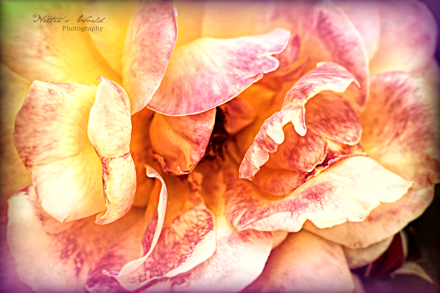Roses from Elsie McCarthy’s Sensory Garden – 2/8