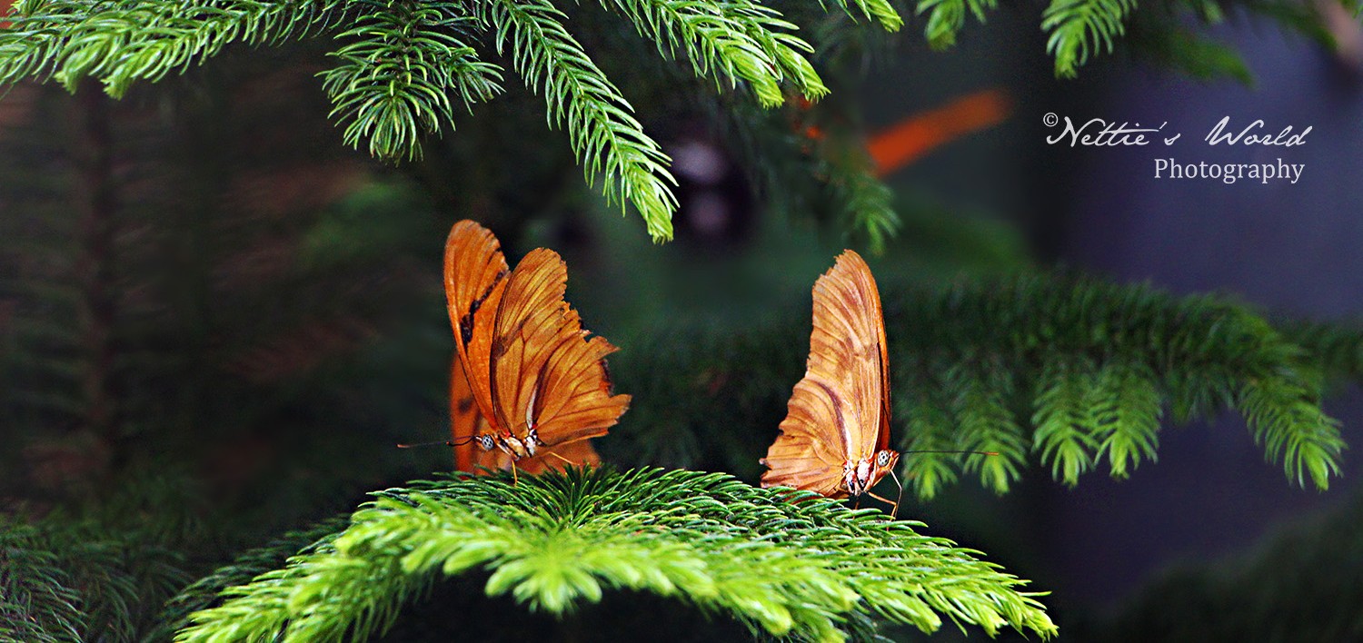 Butterfly Wonderland, 2016