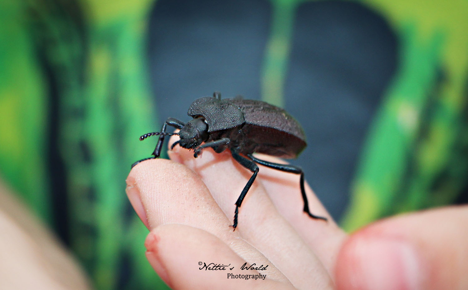 Of Bugs ‘N’ Campfires Of Bugs ‘N’ Campfires